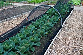 BRASSICA OLERACEA CABBAGE MINICOLE UNDER PROTECTIVE NETTING