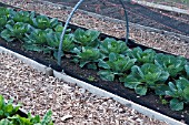 BRASSICA OLERACEA CABBAGE MINICOLE UNDER PROTECTIVE NETTING