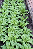 LACTUCA SATIVA VAR AUGUSTANA CELTUCE STEM LETTUCE