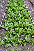 BETA VULGARIS SSP CICLA VAR FLAVESCENS ERBETTE LEAF BEET