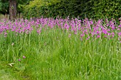 GLADIOLUS COMMUNIS SUBSP BYZANTINUS