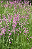 GLADIOLUS COMMUNIS SUBSP BYZANTINUS