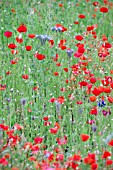 PAPAVER RHOEAS AND PHACELIA TANACETIFOLIA