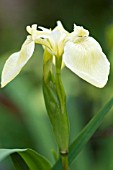 IRIS SUDELEY