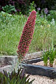 ECHIUM WILDPRETII