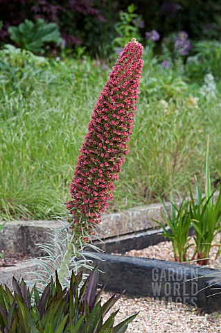 ECHIUM_WILDPRETII