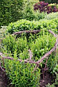 HAZEL AND BIRCH STICKS USED AS SUPPORTS IN THE BORDER