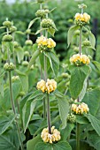 PHLOMIS RUSSELIANA