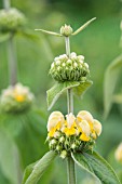 PHLOMIS RUSSELIANA