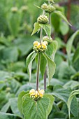 PHLOMIS RUSSELIANA