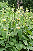 PHLOMIS RUSSELIANA