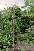 HAZEL AND BIRCH STICKS USED AS SUPPORTS IN THE BORDER