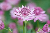 ASTRANTIA MAJOR ROMA