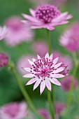 ASTRANTIA MAJOR ROMA