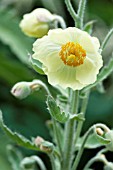 MECONOPSIS NAPAULENSIS