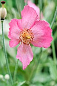 MECONOPSIS NAPAULENSIS