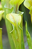 SARRACENIA OREOPHILA