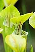 SARRACENIA OREOPHILA