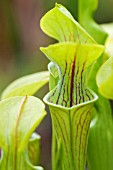 SARRACENIA OREOPHILA