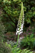 EREMURUS WHITE BEAUTY FAVOURITE