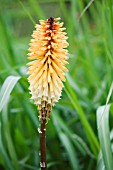 KNIPHOFIA TAWNY KING