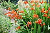 CROCOSMIA ELLENBANK SKYLARK