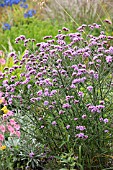 VERBENA BONARIENSIS LOLLIPOP