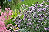 VERBENA BONARIENSIS LOLLIPOP