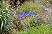 AGAPANTHUS FINDLAYS BLUE