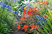 CROCOSMIA BOWLAND BLAZE