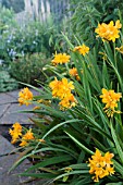 CROCOSMIA PAULS BEST YELLOW