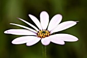 OSTEOSPERMUM LADY LEITRIM