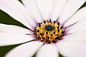 OSTEOSPERMUM LADY LEITRIM