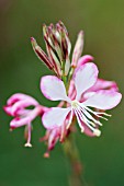 GAURA LINDHEIMERI ROSY JANE