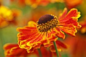 HELENIUM ZIMBELSTERN