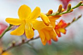 CROCOSMIA ELLENBANK CANARY