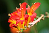 CROCOSMIA SHOCKING