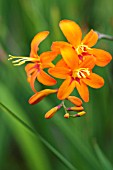 CROCOSMIA JUPITER