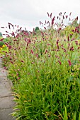 SANGUISORBA OBTUSA RASPBERRY COULIS