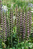 ACANTHUS MOLLIS