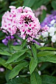 PHLOX PANICULATA BRIGHT EYES