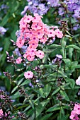 PHLOX PANICULATA SWEET SUMMER DREAMS