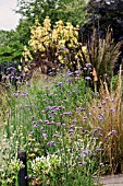 VERBENA BONARIENSIS