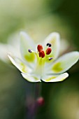 ZIGADENUS ELEGANS GLAUCUS