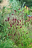 SANGUISORBA TENUIFOLIA PIETERS