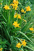 CROCOSMIA PAULS BEST YELLOW