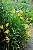 CROCOSMIA PAULS BEST YELLOW