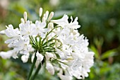 AGAPANTHUS ARCTIC STAR