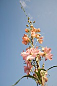 DELPHINIUM ELATUM CORAL SUNSET