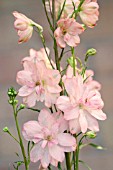 DELPHINIUM ELATUM CORAL SUNSET